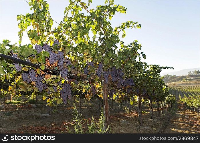 Grapevines in Fertile Valley