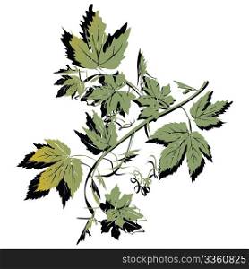 Grapewine leaves background