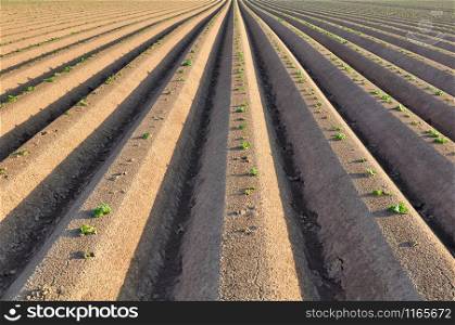 graphic rows of a potato field with seedlings