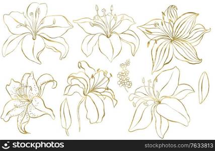 Graphic set with gold lily flowers. Illustration. Graphic set with gold lily flowers.