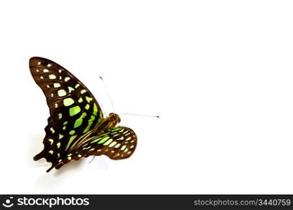 Graphium isolated on white background