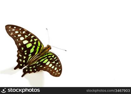 Graphium isolated on white background