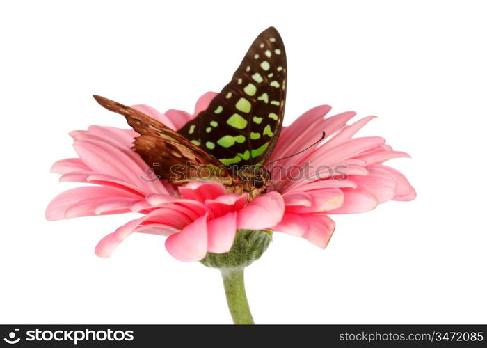 Graphium on gerber close up