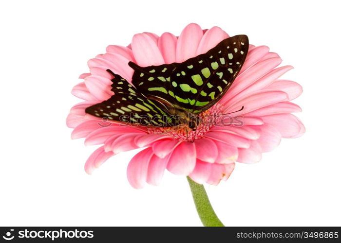 Graphium on gerber close up