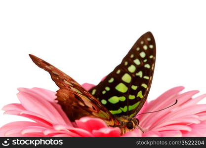 Graphium on gerber close up