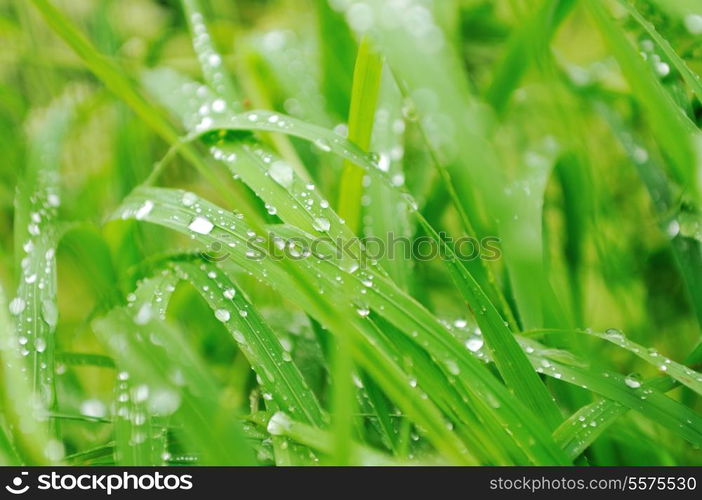 gras and flowers background at raint