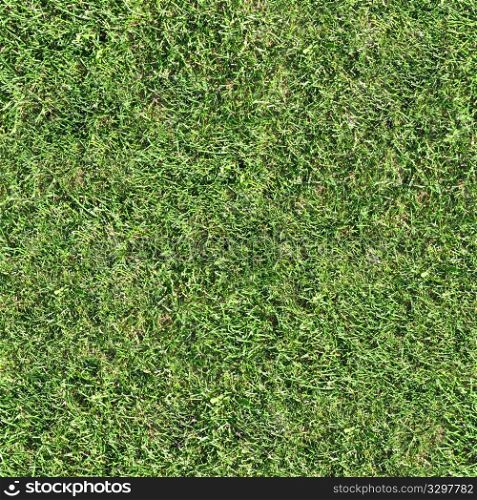 Grass 38