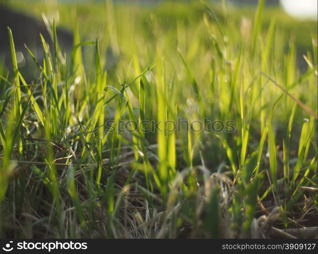 grass