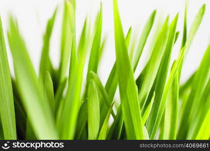 Grass