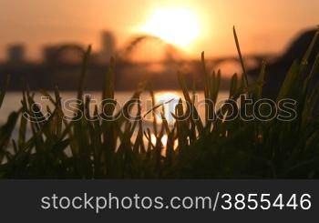 Grass against city sunset II.