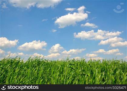 grass against the sky