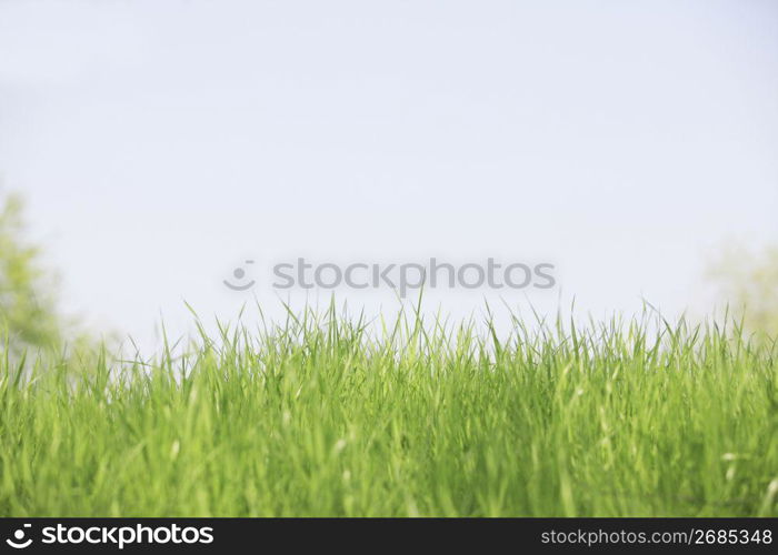 Grass and Blue sky