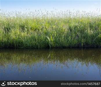 grass and flowers in sunny meadow under blue sky reflected in water of dutch canal in the netherlands