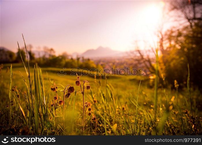 Grass and flowers in the foreground, beautiful golden meadow evening scenery in the blurry background. Sundown.