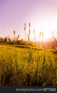 Grass and flowers in the foreground, beautiful golden meadow evening scenery in the blurry background. Sundown.