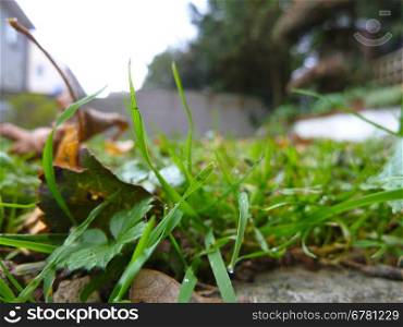 Grass and leaves. Bright wet green grass and fallen leaves