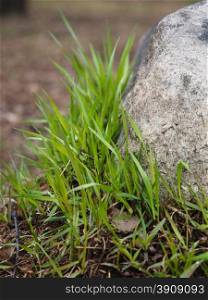 grass and stone