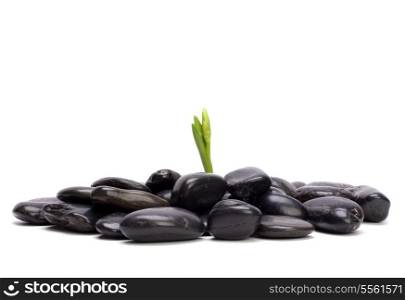 grass and stones isolated on white background