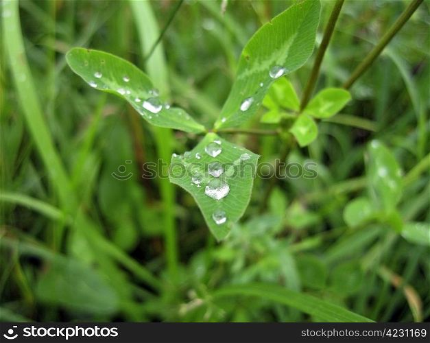Grass and the dew after rain