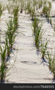 Grass and white sand dunes on the beach on a hot summer afternoon.