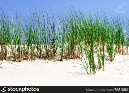 Grass and white sand dunes on the beach on a hot summer afternoon.