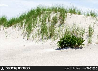 Grass and white sand dunes on the beach on a hot summer afternoon.