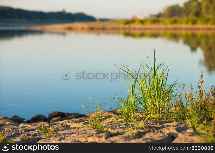 Grass at the edge of the Oder RIver, Germany
