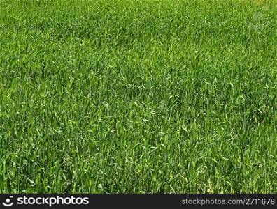 Grass Backdrop