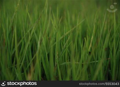 grass background