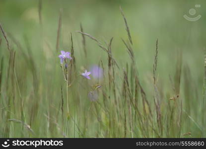 grass background