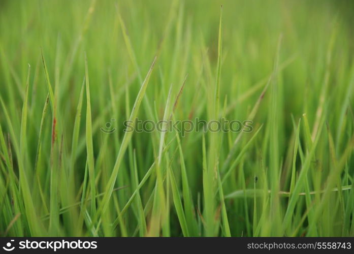 grass background