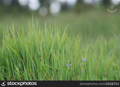 grass background