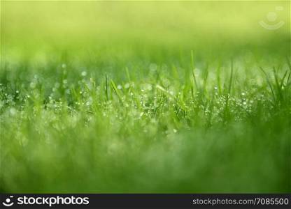 Grass Background : Abstract natural background green grass with a beautiful bokeh. Dew in an early morning on the top of the grasses.