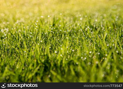 Grass Background : Abstract natural background green grass with a beautiful Bokeh. Dew in an early morning on the top of the grasses.