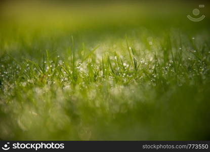 Grass Background : Abstract natural background green grass with a beautiful Bokeh. Dew in an early morning on the top of the grasses.