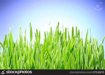 Grass background close-up against sky
