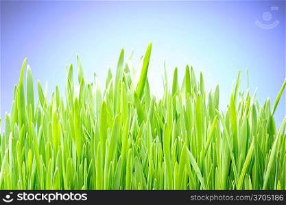 Grass background close-up against sky