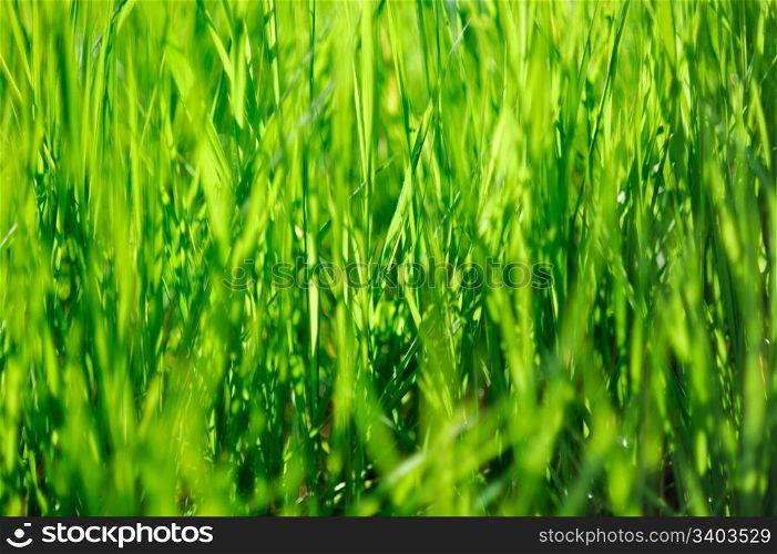 Grass background. Fresh green grass, abstract natural background