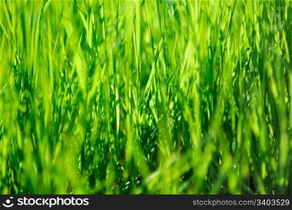 Grass background. Fresh green grass, abstract natural background