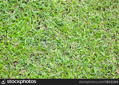 Grass background, Fresh lawn grass texture.