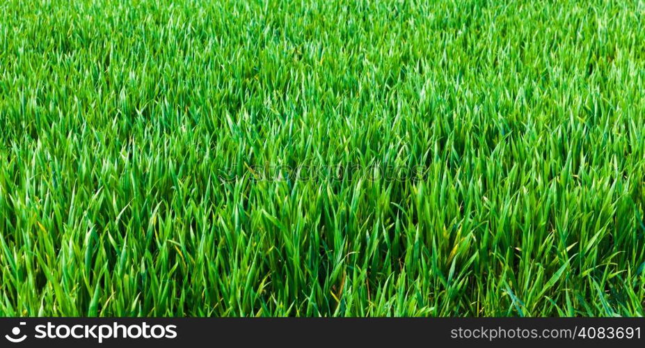 Grass background. Green grass texture