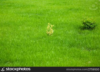 Grass background. Meadow in the forest near Novosibirsk