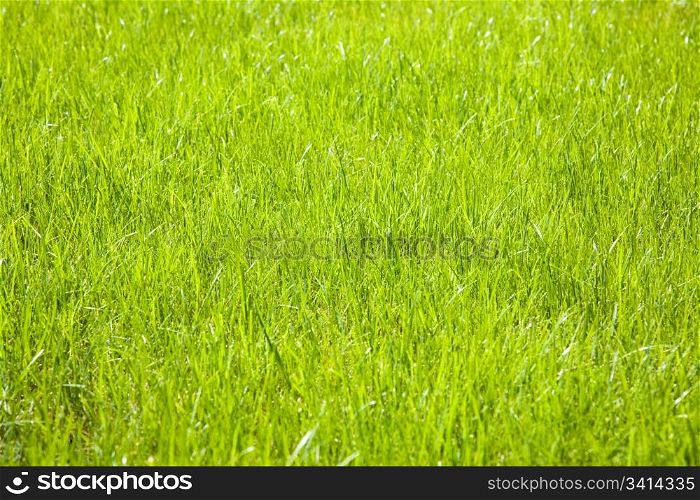 Grass background. Meadowin the forest near Novosibirsk