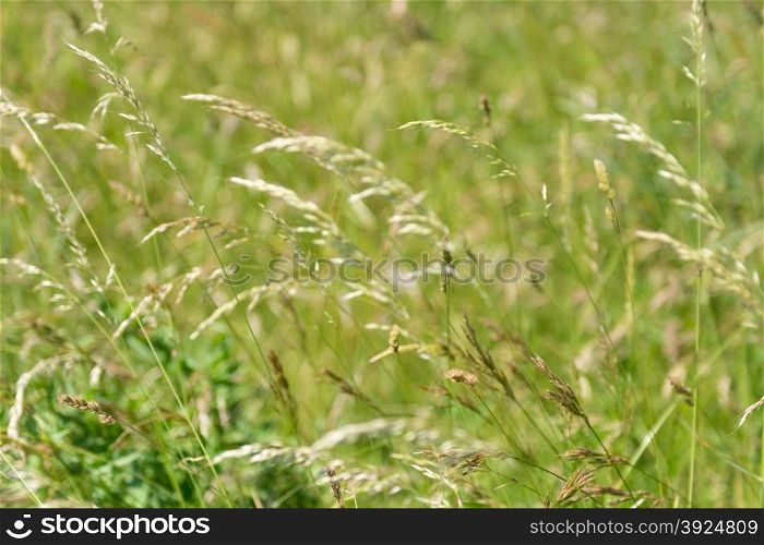 Grass background pattern. Green grass background pattern with detail of panicles