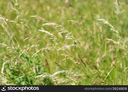 Grass background pattern. Green grass background pattern with detail of panicles