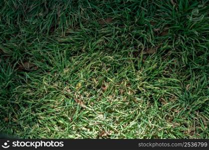 grass background spot