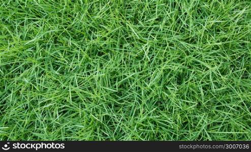 grass background texture. fresh spring green grass natural background texture