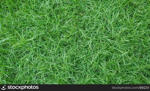 grass background texture. fresh spring green grass natural background texture