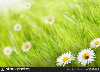 grass background with daisies flowers and one ladybird, this is a sunny day - image is blurry on the left side for copy space. Green background - daisies flowers