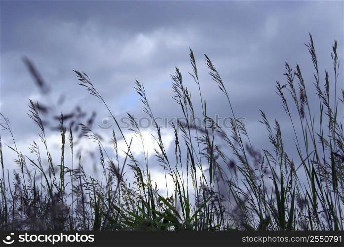 Grass blades at dusk on the background of gray blue sky